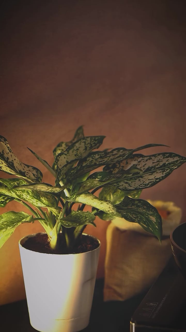 Instagram reel video